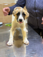 Adopter  chien : Barney