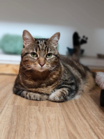 Adopter  chat : Enka