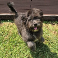 Adopter  chien : Roumie