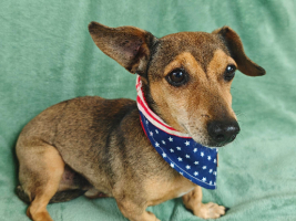 Adopter  chien : Arold