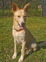 Adopter  chien : Okami