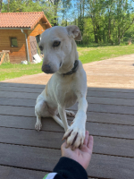 Adopter  chien : Sisuca