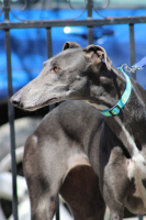 Adopter  chien : Yesi