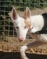 Adopter  chien : Rayo