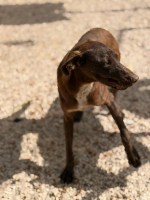 Adopter  chien : Siri