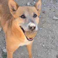 Adopter  chien : Princesa