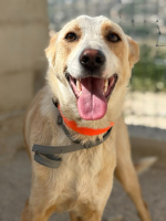 Adopter  chien : Saturnina