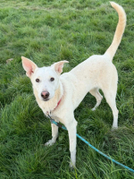 Adopter  chien : Chipie