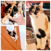 Adopter  chat : Mirabelle