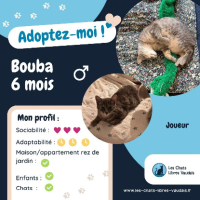 Adopter  chat : Bouba