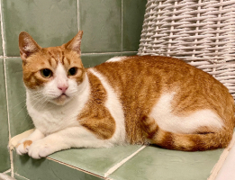 Adopter  chat : Joana