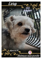Adopter  chien : Lory