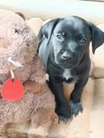 Adopter  chien : Lucrece