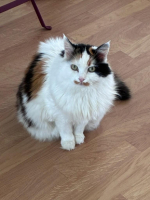 Adopter  chat : Maya