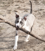 Adopter  chien : Goliat