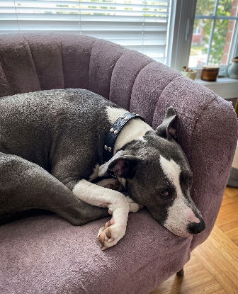 Adopter Goliat