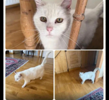 Adopter  chat : Odane