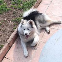 Adopter  chien : Arlo