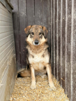 Adopter  chien : Tara