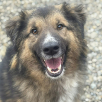 Adopter  chien : Atlas