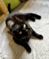 Adopter  chat : Spartacus