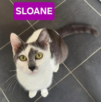Adopter  chat : Sloane
