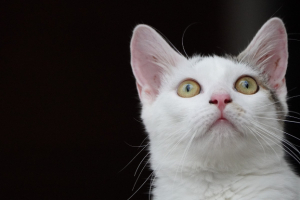 Adopter  chat : Adysson