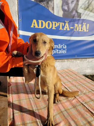 Adoption Liano