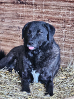 Adopter  chien : Nugget