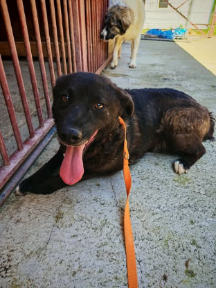 Adopter Nugget