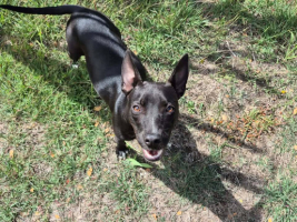 Adopter  chien : Naya