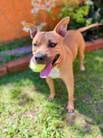 Adopter  chien : Omy