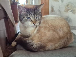 Adopter  chat : Papy julio