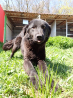 Adopter  chien : Stylish