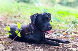 Adopter  chien : Taormine