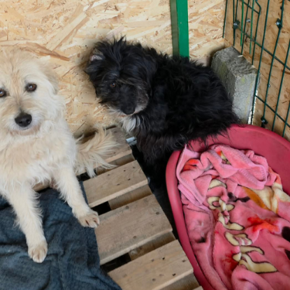 Adopter Lady sunshine