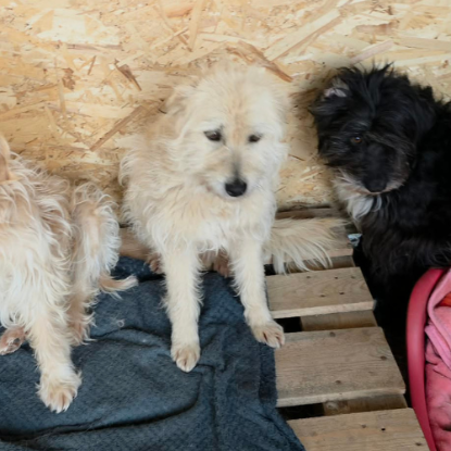 Adopter Lady sunshine