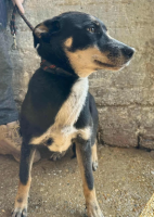 Adopter  chien : Sakura