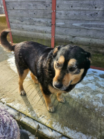 Adopter  chien : Roxi