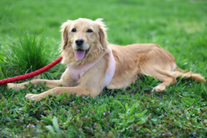 Adopter  chien : Nala