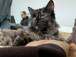 Adopter  chat : Hope