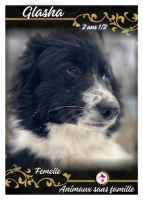 Adopter  chien : Glasha