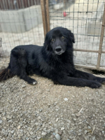 Adopter  chien : Blacky