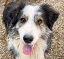 Adopter  chien : Fuego