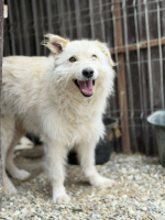 Adopter  chien : Snow