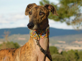 Adopter  chien : Thiago