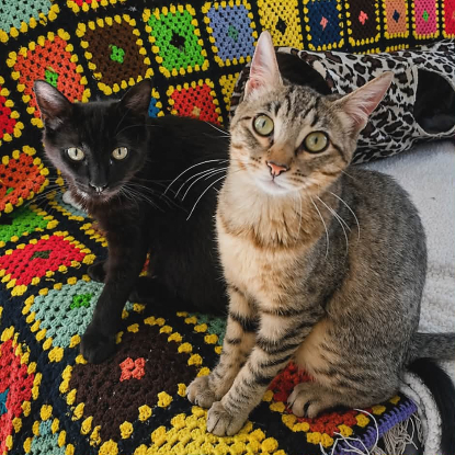 Adopter Gustave et lune