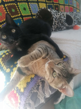 Adopter Gustave et lune