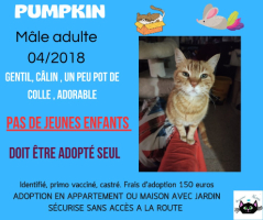 Adopter  chat : Pumpkin