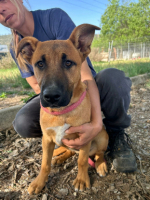 Adopter  chien : Sami